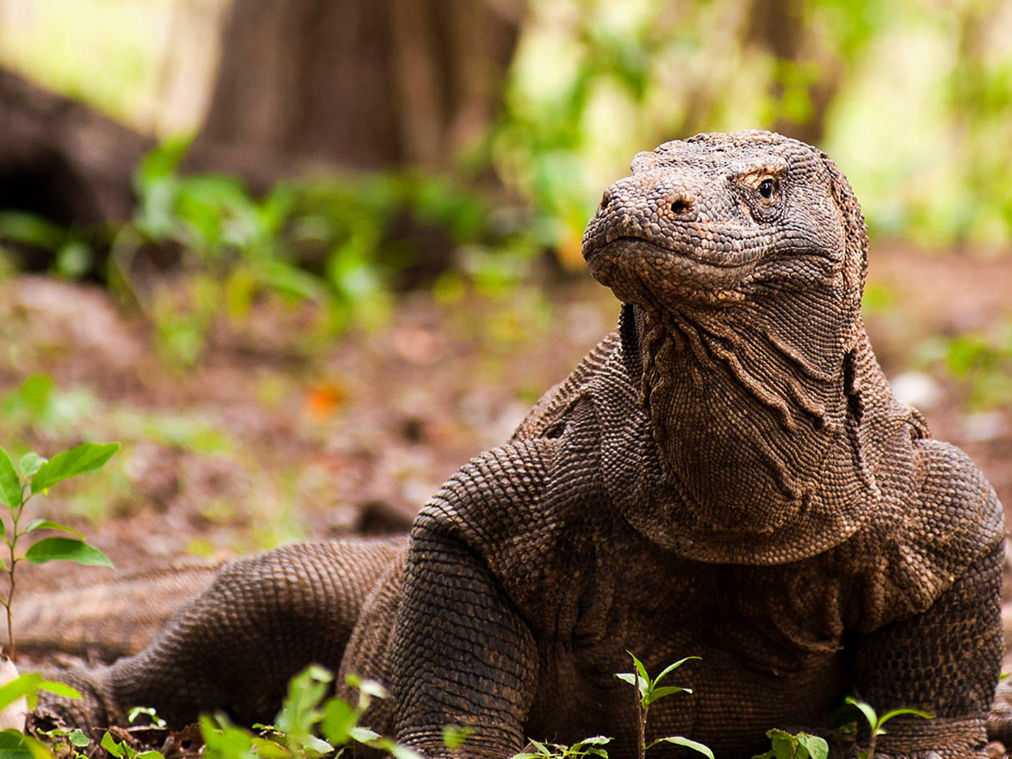 Komodo Island 探尋科莫多龍